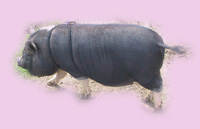 Adult Pot- Bellied Pig Cassie